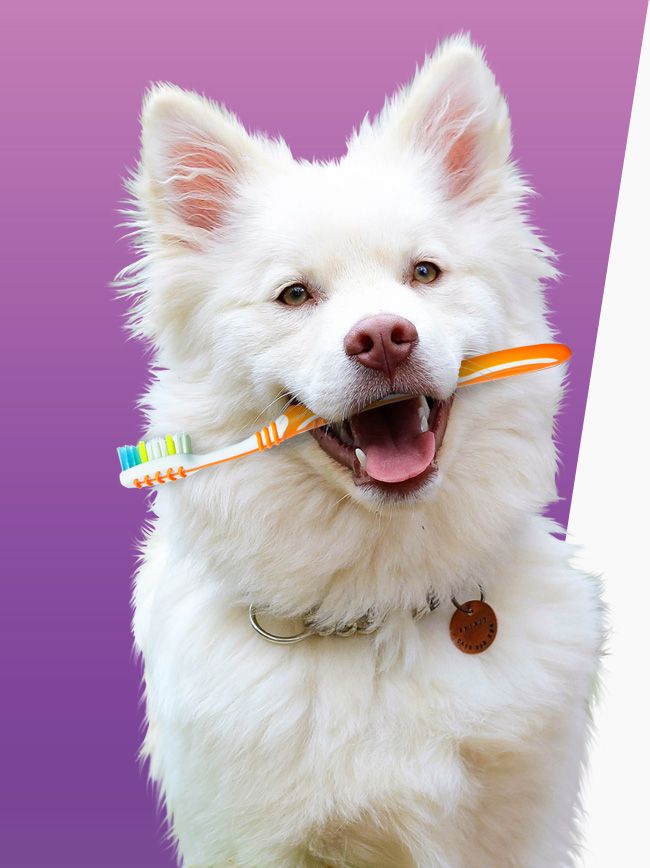 Ağız ve Diş Sağlığı