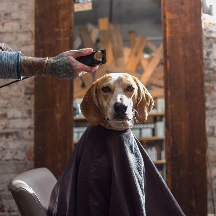 Pet Kuaför ve Banyo